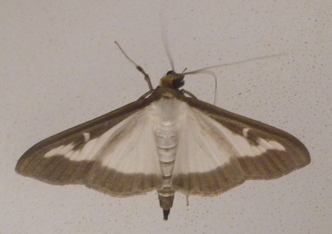 falena tedesca